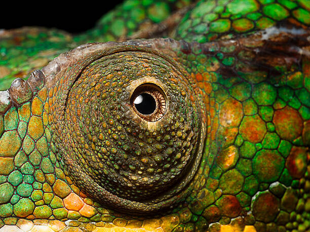 Jonathan Knowles Plakát, Obraz - Panther Chameleon's eye, close up, Jonathan Knowles, 40 × 30 cm