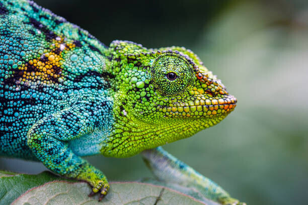 Jonne Seijdel Plakát, Obraz - Rwenzori three-horned chameleon, Jonne Seijdel, 40 × 26.7 cm