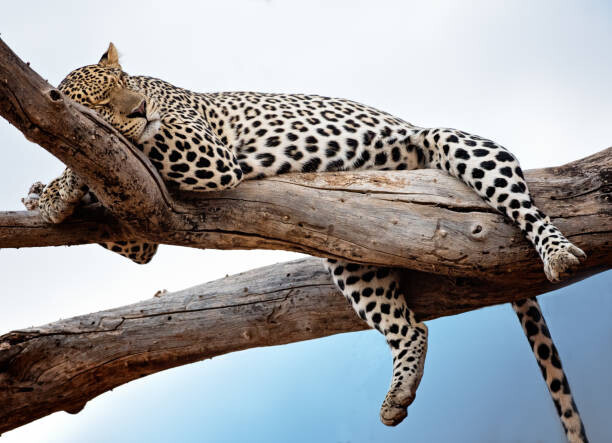 Vicki Jauron, Babylon and Beyond Photography Plakát, Obraz - Leopard Lying in Tree Against Blue, Vicki Jauron, Babylon and Beyond Photography, 40 × 30 cm