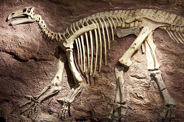 Andrew Holt Plakát, Obraz - Dinosaur skeleton on Isle of Wight, England, Andrew Holt, 40 × 26.7 cm