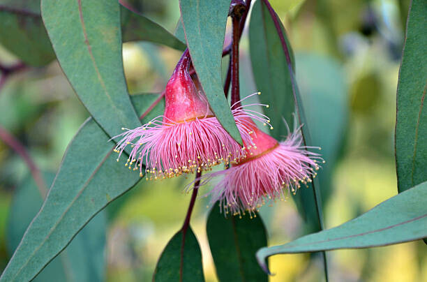 KarenHBlack Plakát, Obraz - Pink gum tree (Corymbia) blossoms, KarenHBlack, 40 × 26.7 cm