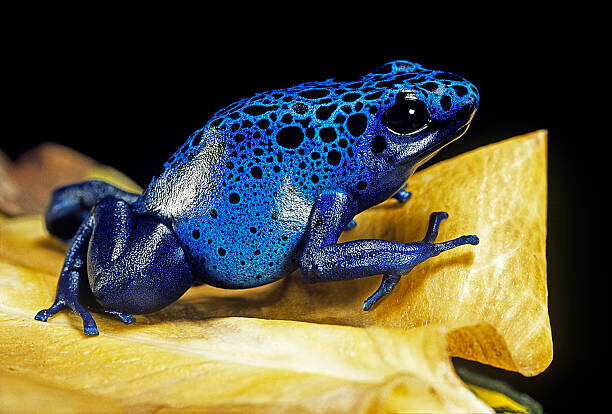 Paul Starosta Plakát, Obraz - Dendrobates azureus (blue poison dart frog), Paul Starosta, 40 × 26.7 cm