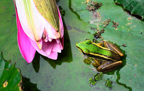 tonyoquias Plakát, Obraz - Green Frog, tonyoquias, 40 × 26.7 cm