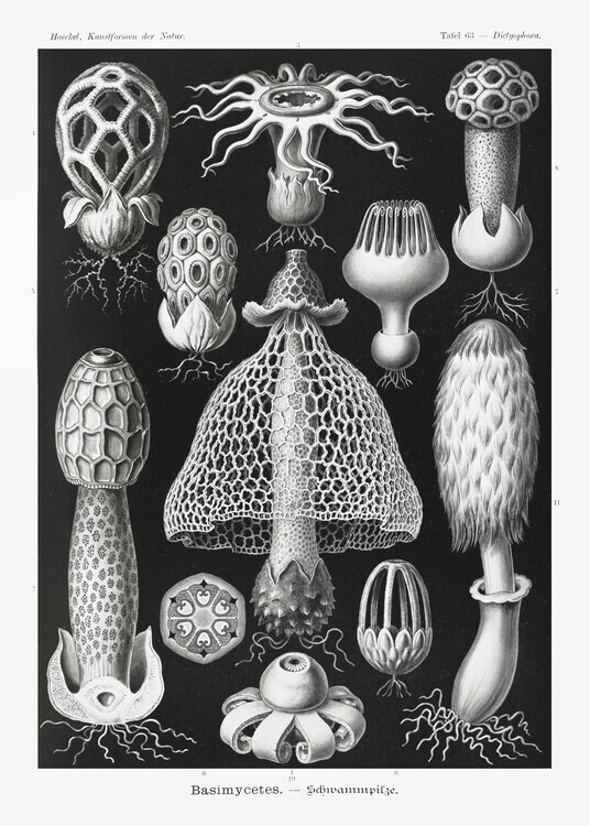 Ernst Haeckel Plakát, Obraz - Basimycetes–Schwammpilze (1904), Ernst Haeckel, 30 × 40 cm