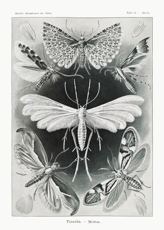 Ernst Haeckel Plakát, Obraz - Tineida–Motten (1904), Ernst Haeckel, 30 × 40 cm