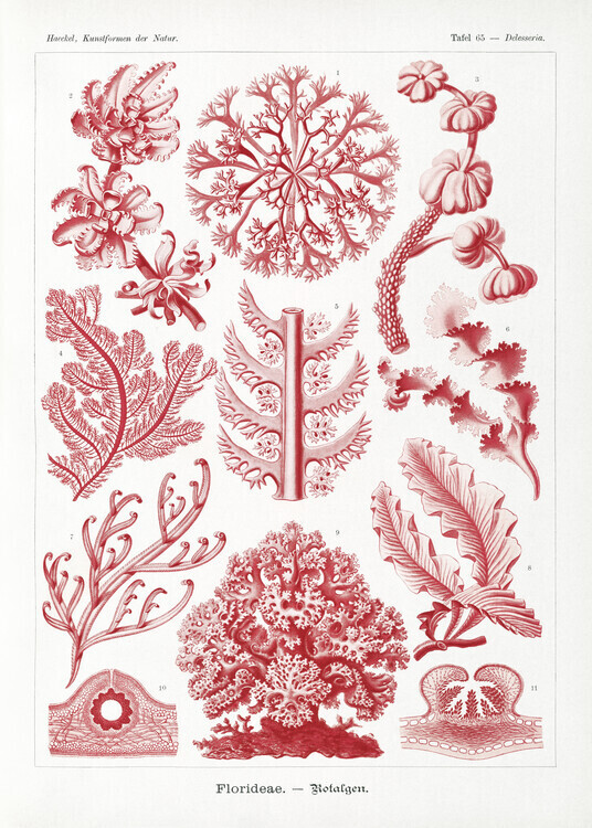 Ernst Haeckel Plakát, Obraz - Florideae–Rotalgen (1904), Ernst Haeckel, 30 × 40 cm