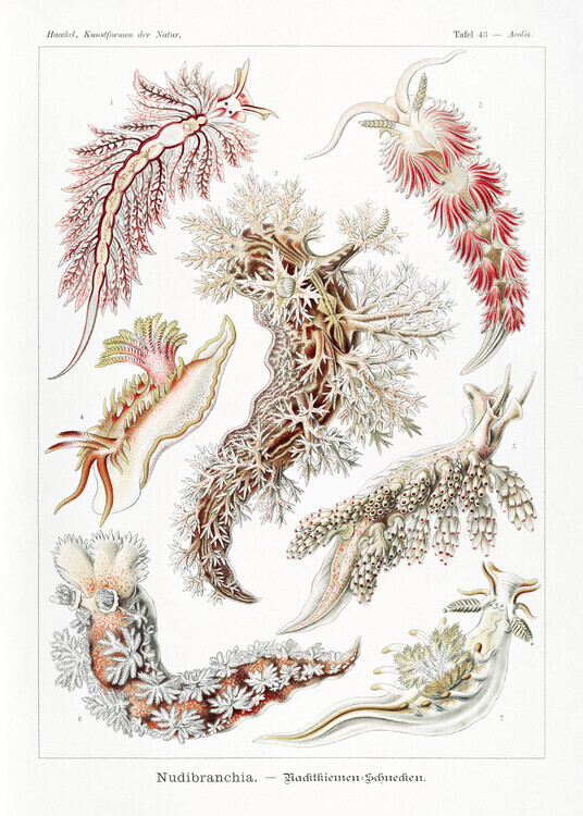 Ernst Haeckel Plakát, Obraz - Nudibranchia–Nacktkiemen Schnecken (1904), Ernst Haeckel, 30 × 40 cm
