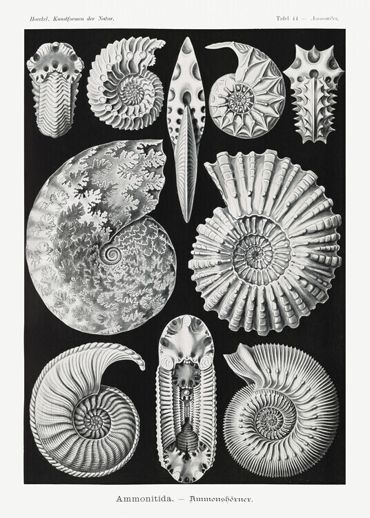 Ernst Haeckel Plakát, Obraz - Ammonitida–Ammonshörner (1904), Ernst Haeckel, 30 × 40 cm
