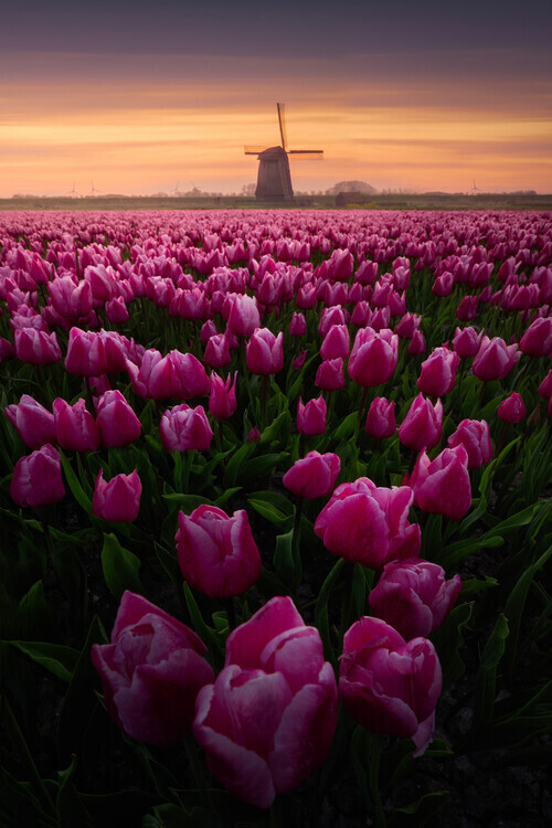 SANDEEP MATHUR Plakát, Obraz - Tulip Mania, SANDEEP MATHUR, 26.7 × 40 cm