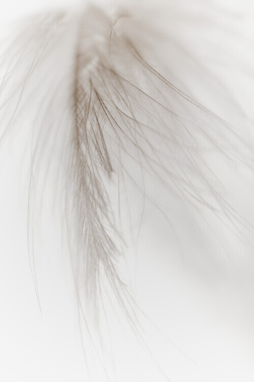 Magda Izzard Plakát, Obraz - White Feather, Magda Izzard, 26.7 × 40 cm