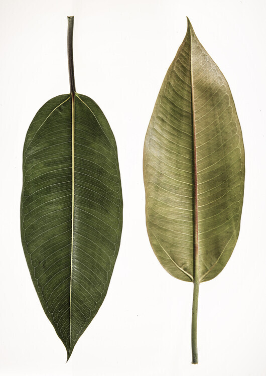 Shot by Clint Plakát, Obraz - Leaf Study 05, Shot by Clint, 30 × 40 cm