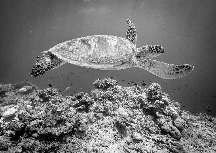 Yumian Deng Plakát, Obraz - Sea Turtle at Sipadan, Yumian Deng, 40 × 30 cm