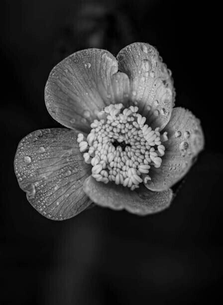 Bill Martin / 500px Plakát, Obraz - Close-up of raindrops on flower, Bill Martin / 500px, 30 × 40 cm