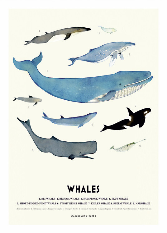 Erik Wintzell Plakát, Obraz - Whales, Erik Wintzell, 30 × 40 cm