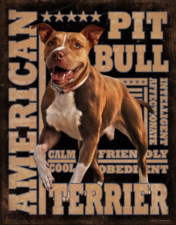 DESPERATE Plechová cedule American Pitbull, 32 x 40 cm