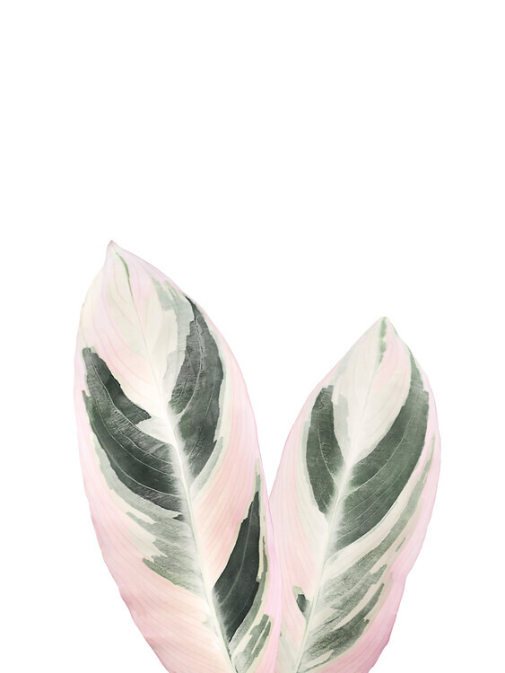 Sisi & Seb Plakát, Obraz - Pink Tropical Leaf, Sisi & Seb, 30 × 40 cm
