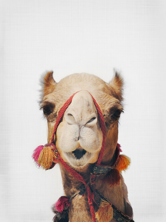 Sisi & Seb Plakát, Obraz - Camel, Sisi & Seb, 30 × 40 cm