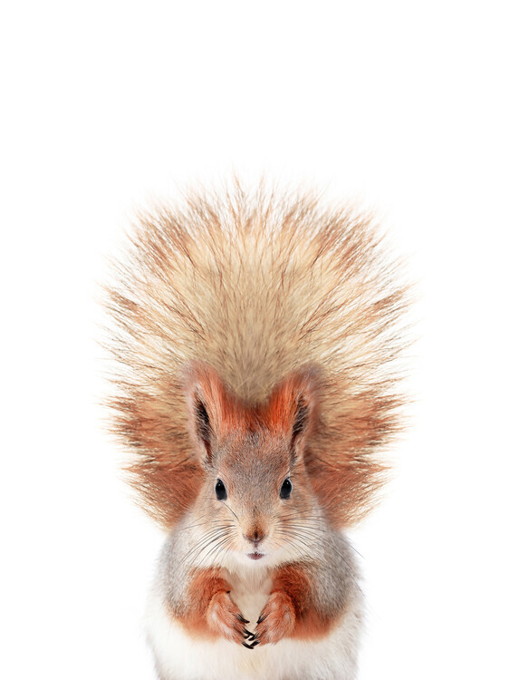 Sisi & Seb Plakát, Obraz - Baby Squirrel, Sisi & Seb, 30 × 40 cm