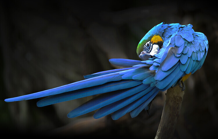 Abbas Ali Amir Plakát, Obraz - Blue parrot, Abbas Ali Amir, 40 × 26.7 cm