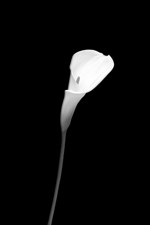 Melanie Viola Plakát, Obraz - Calla | dark design , Melanie Viola, 26.7 × 40 cm