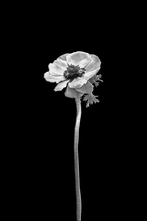 Melanie Viola Plakát, Obraz - Anemone coronaria | dark design , Melanie Viola, 26.7 × 40 cm