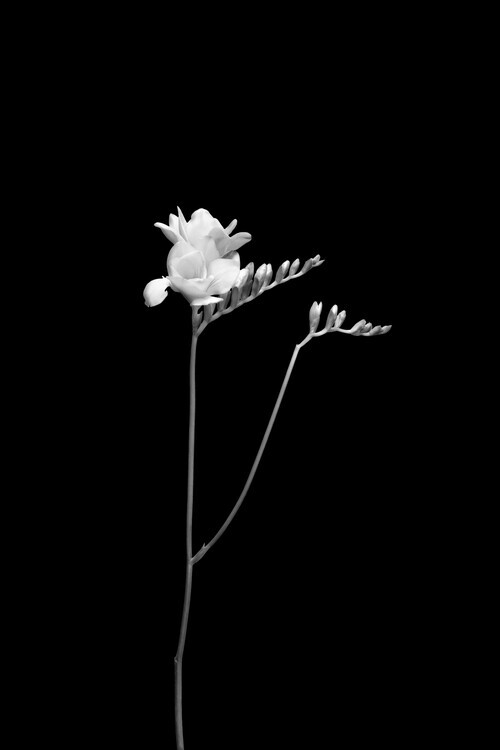 Melanie Viola Plakát, Obraz - Freesia | dark design , Melanie Viola, 26.7 × 40 cm