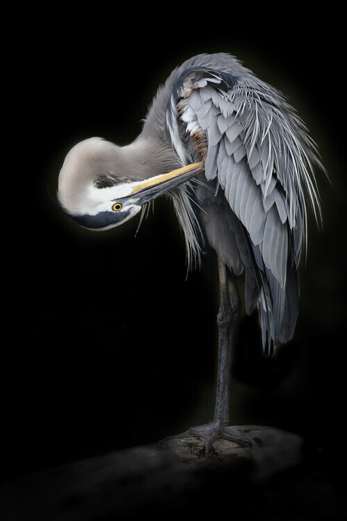 Linda D Lester Plakát, Obraz - The Great Blue Heron, Linda D Lester, 26.7 × 40 cm