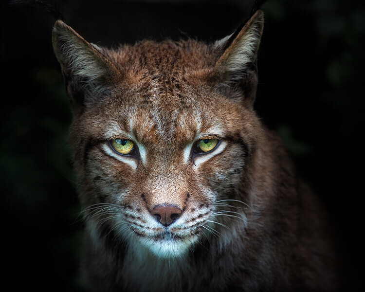 Santiago Pascual Buye Plakát, Obraz - Lynx gaze, Santiago Pascual Buye, 40 × 30 cm