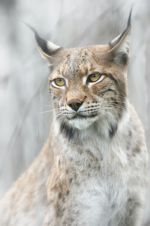 Santiago Pascual Buye Plakát, Obraz - Lynx portrait in the fog, Santiago Pascual Buye, 26.7 × 40 cm