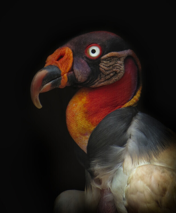 Ferdinando Valverde Plakát, Obraz - King vulture-Sarcoramphus papa, Ferdinando Valverde, 33 × 40 cm