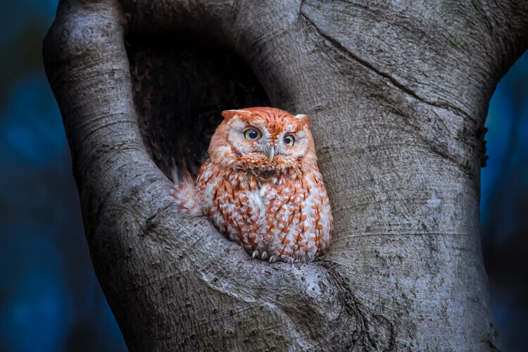 Max Wang Plakát, Obraz - Eastern Screech Owl (Red Morph), Max Wang, 40 × 26.7 cm