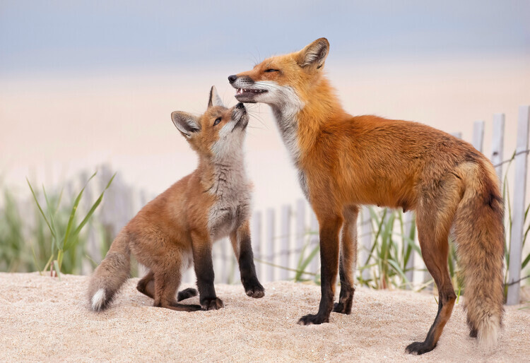 Max Wang Plakát, Obraz - A Kiss, Max Wang, 40 × 26.7 cm