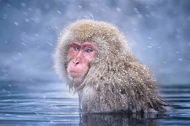 Max Wang Plakát, Obraz - Snow Monkey, Max Wang, 40 × 26.7 cm