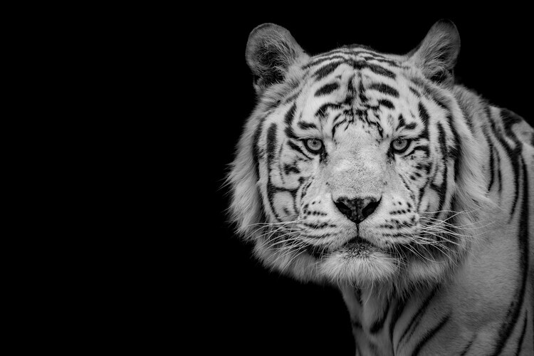 Nauzet Baez Photography Plakát, Obraz - Bengal White Tiger, Nauzet Baez Photography, 40 × 26.7 cm