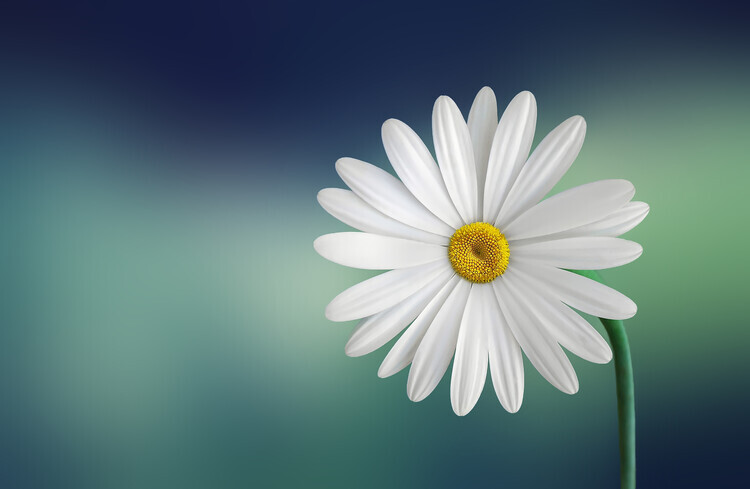 Bess Hamiti Plakát, Obraz - Flower, Bess Hamiti, 40 × 26.7 cm