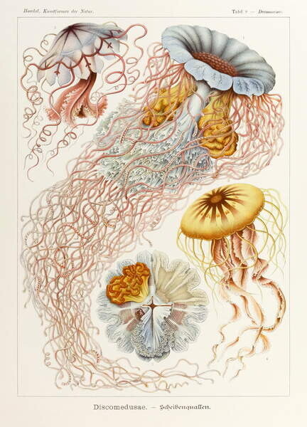 Haeckel, Ernst Plakát, Obraz - Plate 8 Desmonema Discomedusae, Haeckel, Ernst, 30 × 40 cm