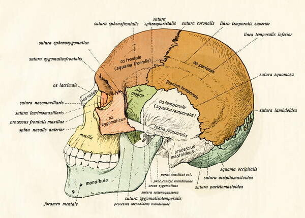 German School, Plakát, Obraz - Lateral Diagram of the Bones of the Human Skull, 1906, German School,, 40 × 30 cm