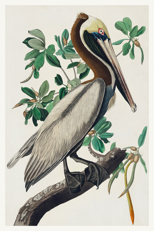John James Audubon Plakát, Obraz - The Brown Pelican, John James Audubon, 26.7 × 40 cm