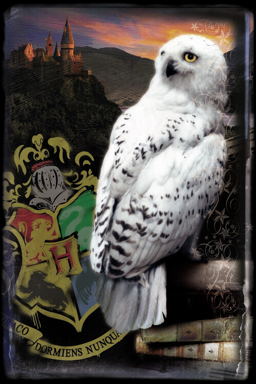Europosters Plakát, Obraz - Harry Potter - Hedwig, 26.7 × 40 cm