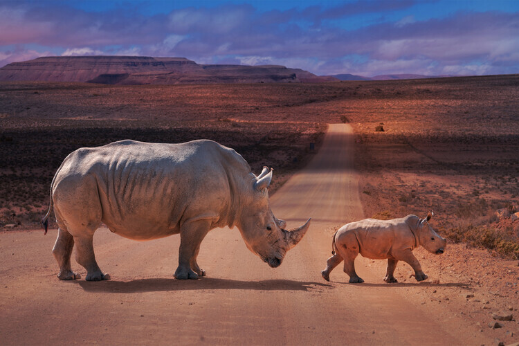 Marcel Egger Plakát, Obraz - Rhinos Crossing, Marcel Egger, 40 × 26.7 cm