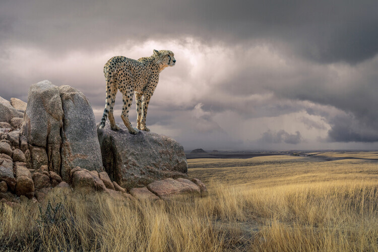 Marcel Egger Plakát, Obraz - Cheetah View, Marcel Egger, 40 × 26.7 cm