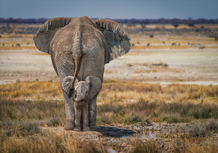 Marcel Egger Plakát, Obraz - Baby Elephant, Marcel Egger, 40 × 26.7 cm