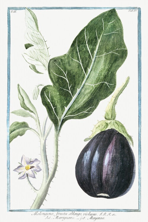 Giorgio Bonelli Plakát, Obraz - Mad Apple, Aubergine, Giorgio Bonelli, 26.7 × 40 cm