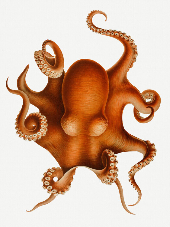 Carl Chun Plakát, Obraz - The Polypus Levis Octopus, Carl Chun, 30 × 40 cm