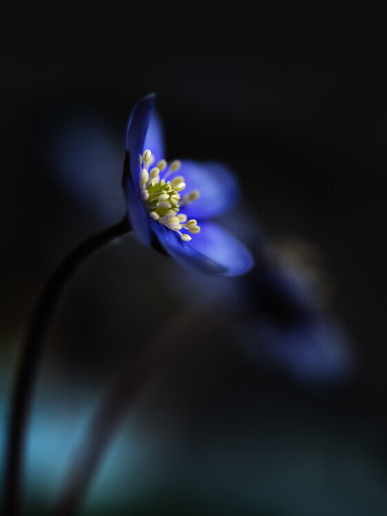 Heidi Westum Plakát, Obraz - Hepatica nobilis ll, Heidi Westum, 30 × 40 cm