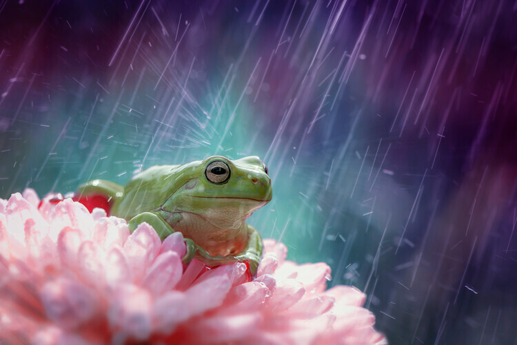 Ahmad Baihaki Plakát, Obraz - the happy rain, Ahmad Baihaki, 40 × 26.7 cm