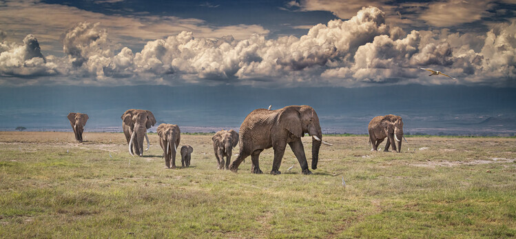 Jeffrey C. Sink Plakát, Obraz - Amboseli wonderland, Jeffrey C. Sink, 50 × 23.1 cm