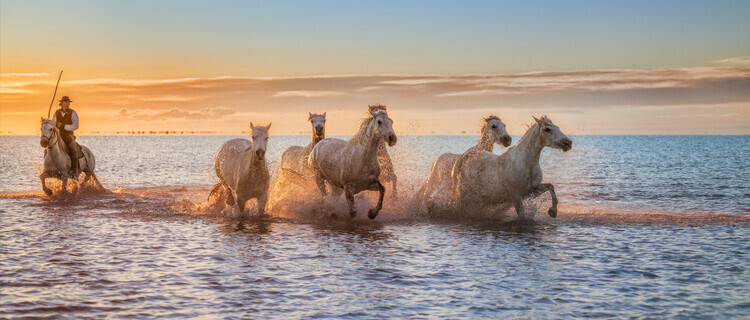 Antoni Figueras Plakát, Obraz - Camargue Horses II, Antoni Figueras, 50 × 21.3 cm