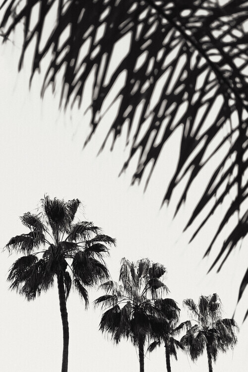 Studio III Plakát, Obraz - Palm_006, Studio III, 26.7 × 40 cm