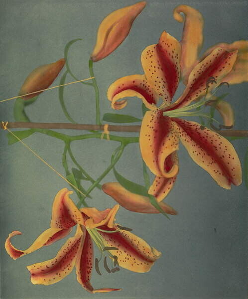 Ogawa Kazumasa Plakát, Obraz - Lily, 1896, Ogawa Kazumasa, 33.2 × 40 cm